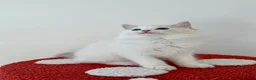 Ragdoll cats for sale: ✨ Exceptional Ragdoll Kittens Ready to leave ✨ - Advert 7