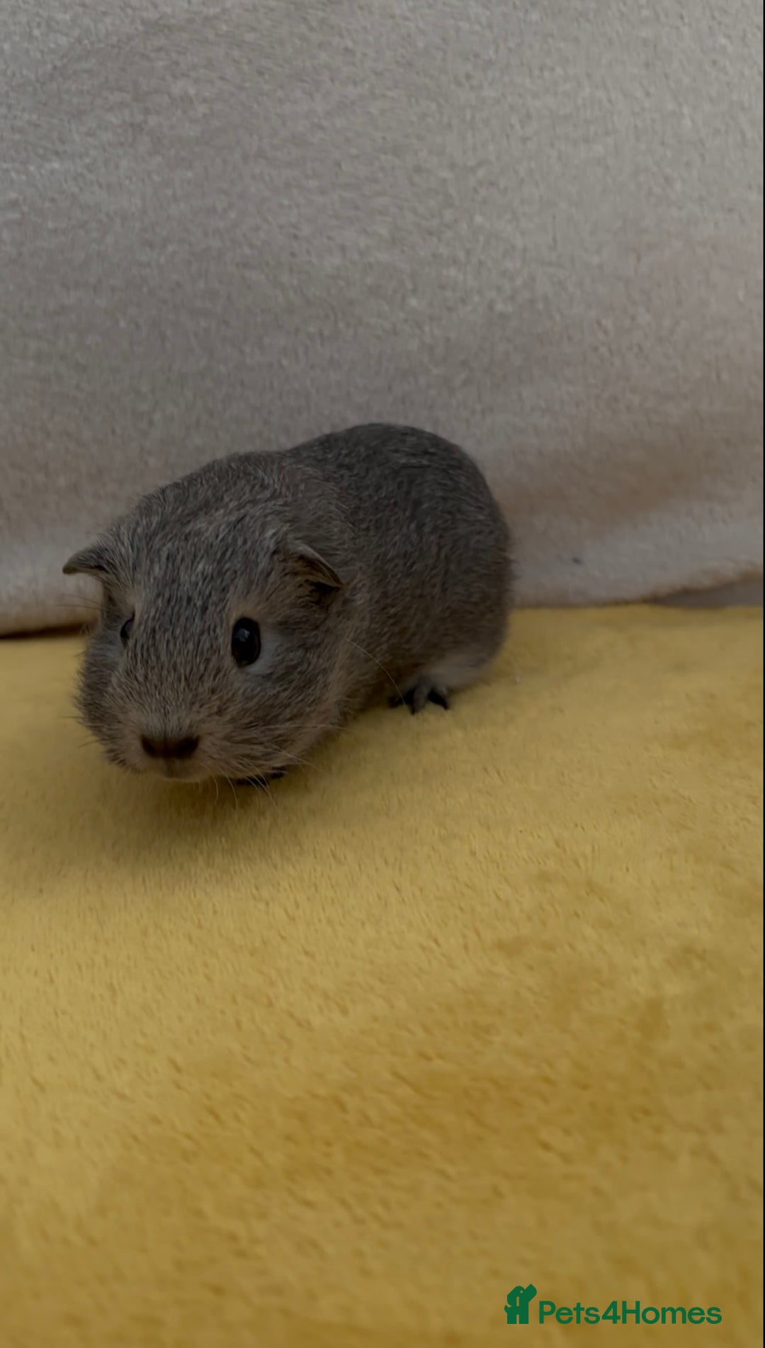 Guinea Pig rodents for sale: Young bonded male guinea pigs 🩶🤍 - Advert 6