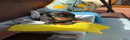 Miniature Dachshund dogs for sale: A litter of 2 lovely dachshund pups - Advert 28