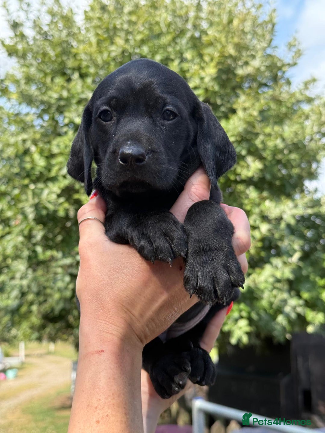 Mixed Breed dogs for sale: Exceptional Weimador pups  - Image 21