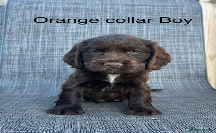 Cocker Spaniel dogs - Advert 1