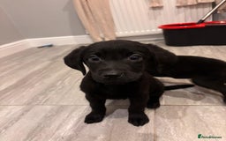 Labrador Retriever dogs for sale: Fabulous Labrador puppies  - Advert 22