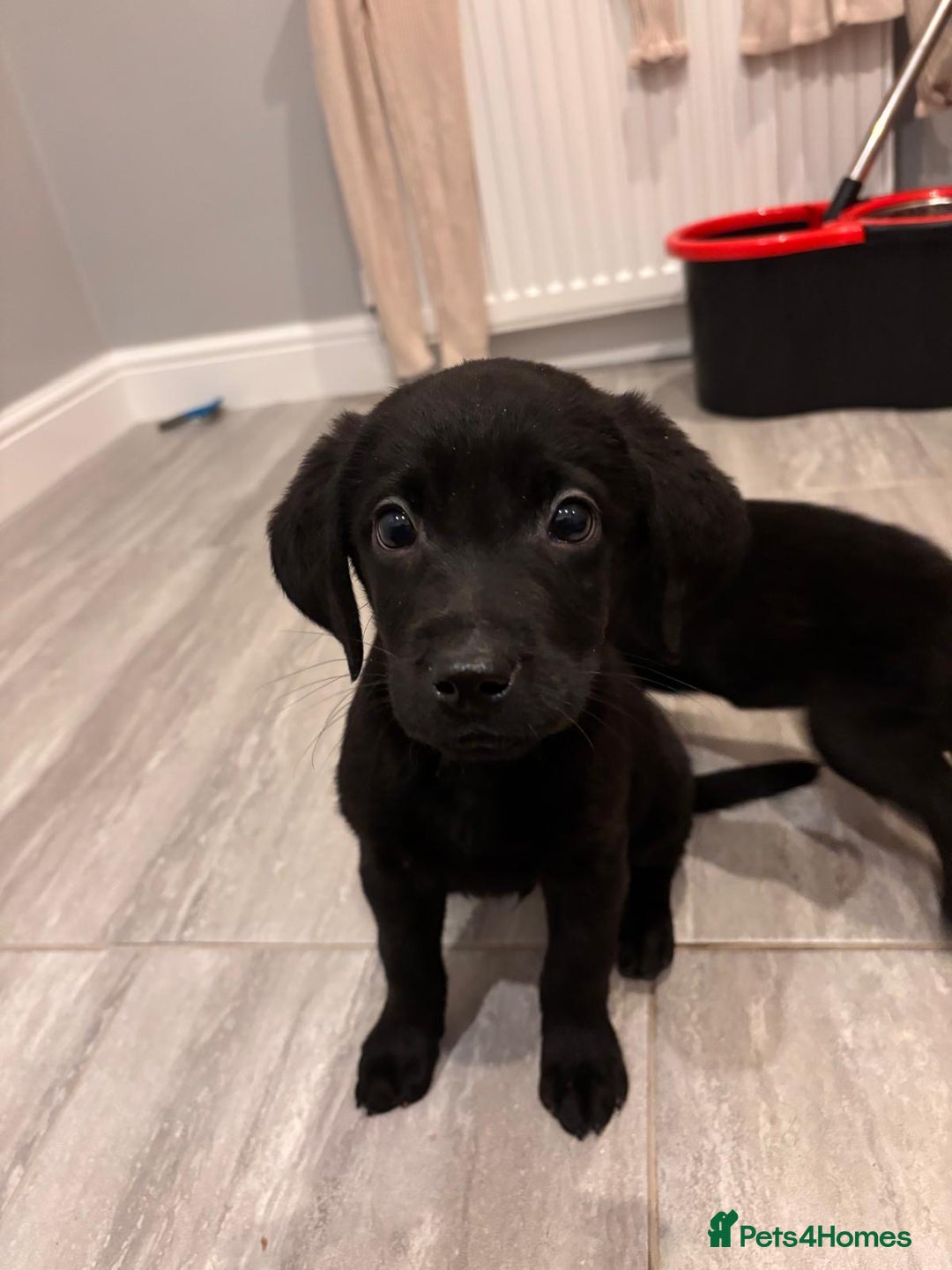 Labrador Retriever dogs for sale: Fabulous Labrador puppies  - Advert 22