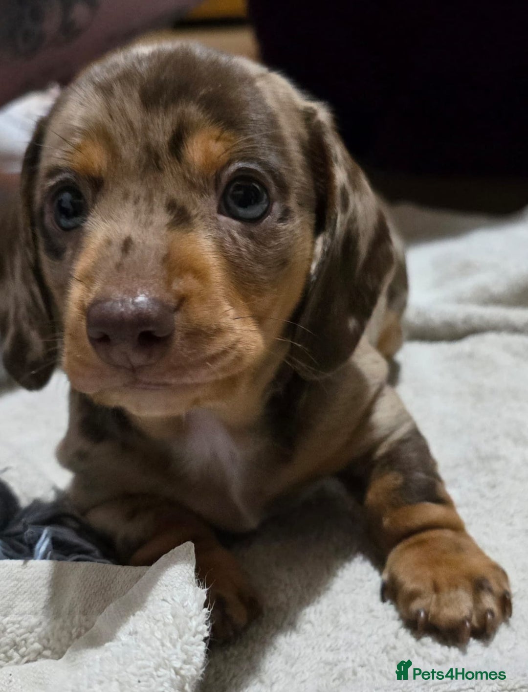 Miniature Dachshund dogs for sale: Two Beautiful Boys - Advert 29