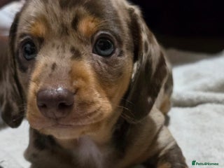 Miniature Dachshund dogs Two Beautiful Boys - Advert 6