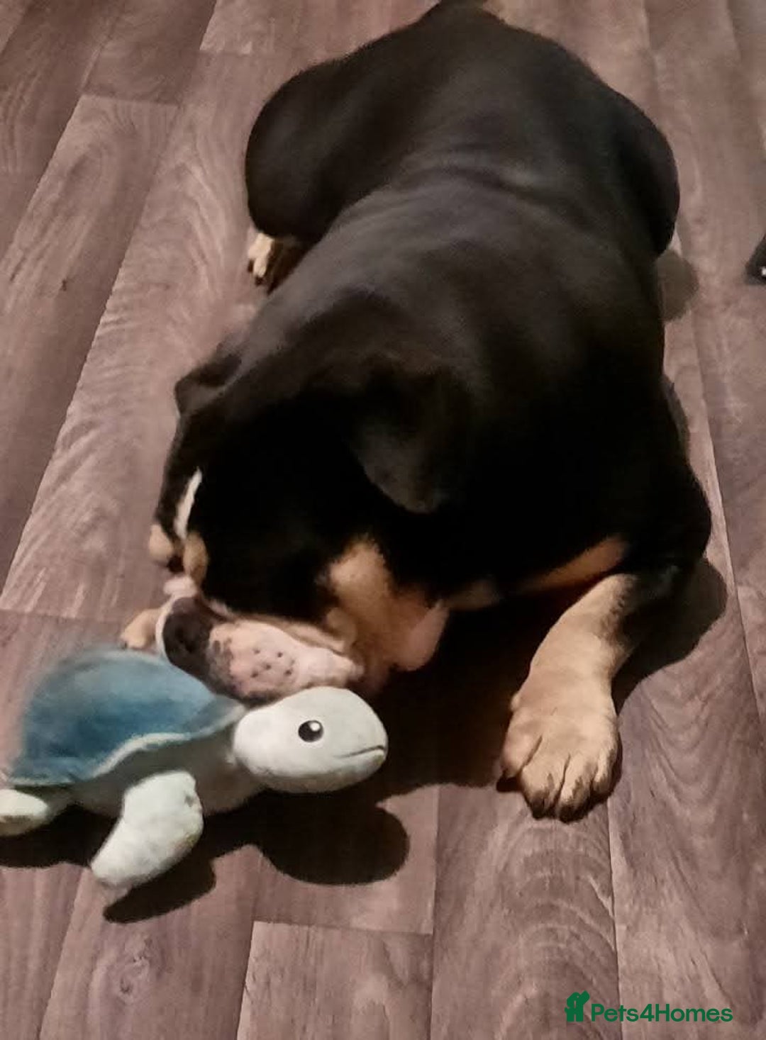 English Bulldog dogs for sale: Ernie  - Advert 9