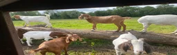 Goats livestock for sale: Boer goats  - Advert 3