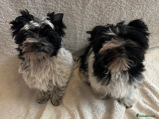 Mixed Breed dogs - Advert 23