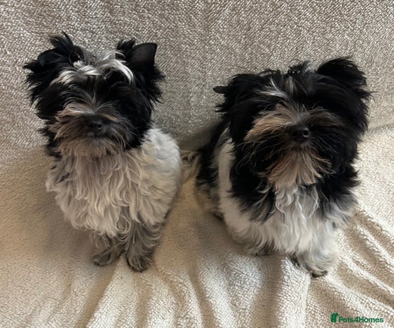 Mixed Breed dogs - Advert 2