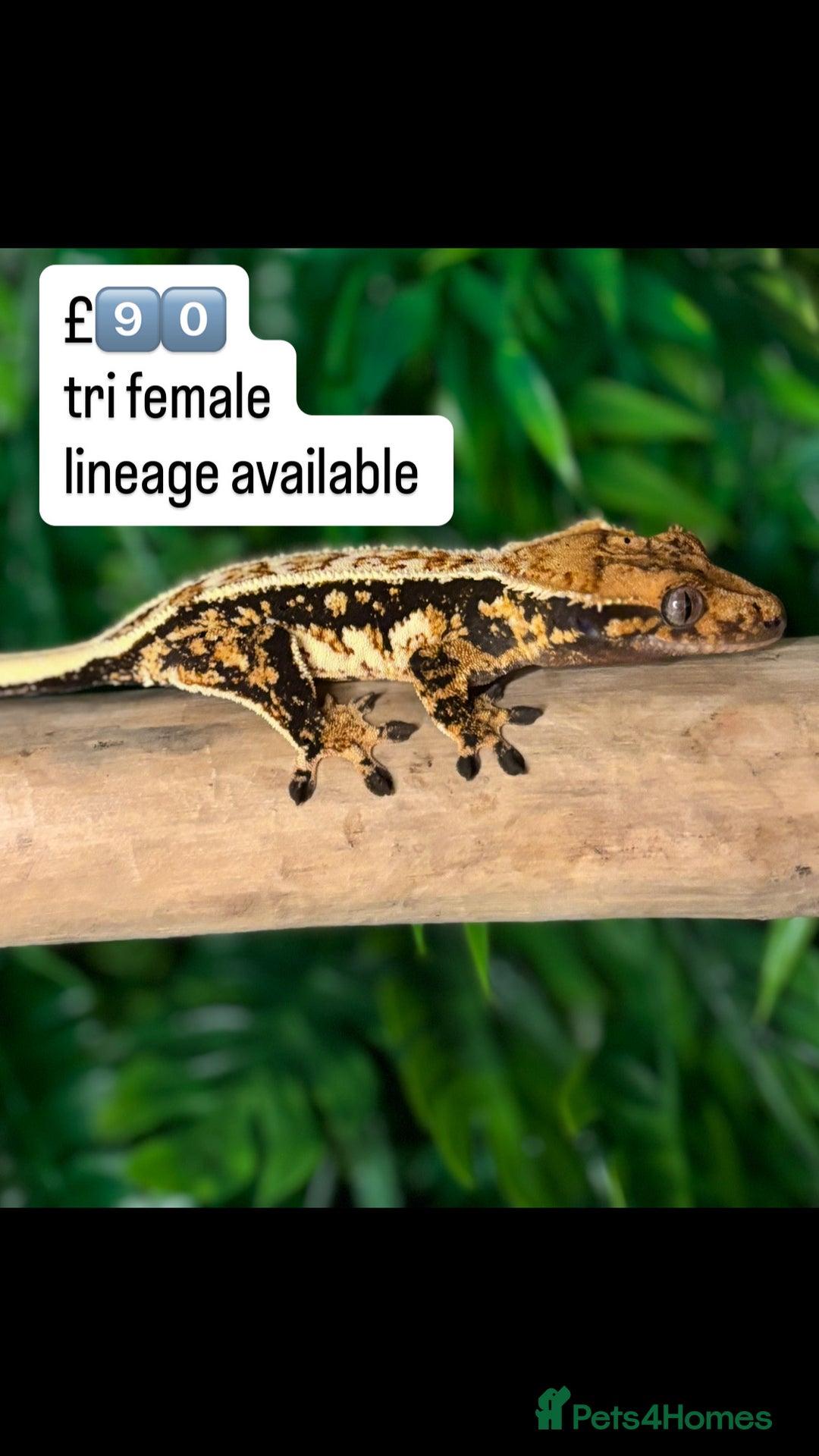 Gecko reptiles for sale: BEAUTIFUL CRESTED GECKOS   in Chigwell - Image 18