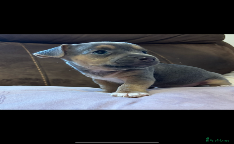 Jack Russell dogs - Advert 1