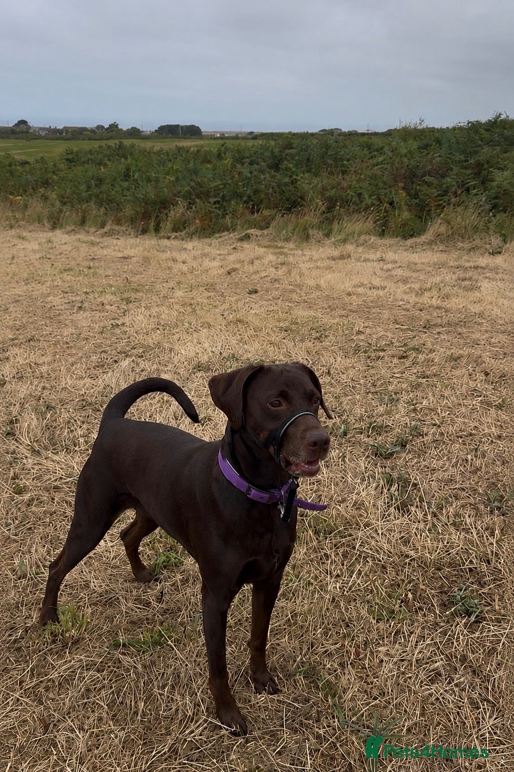Mixed Breed dogs for sale: Doberman cross Labrador - Advert 1