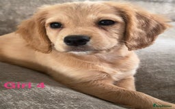Cocker Spaniel dogs for sale: Beautiful cocker spaniel puppies - Image 1
