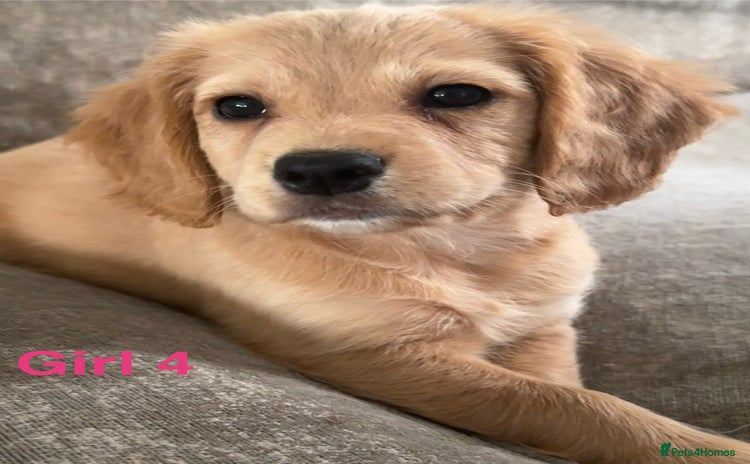 Cocker Spaniel dogs - Advert 3
