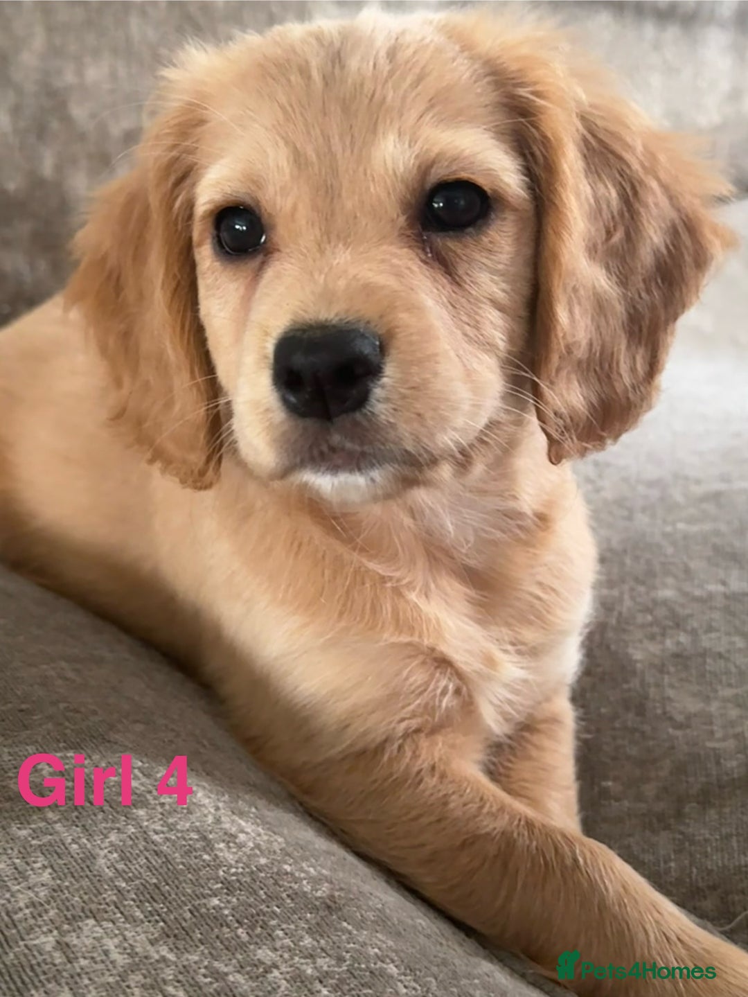 Cocker Spaniel dogs for sale: Beautiful cocker spaniel puppies - Image 1
