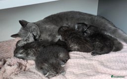 Scottish Fold cats for sale: Scottish-fold/straight ears kittens grey colour - Image 26
