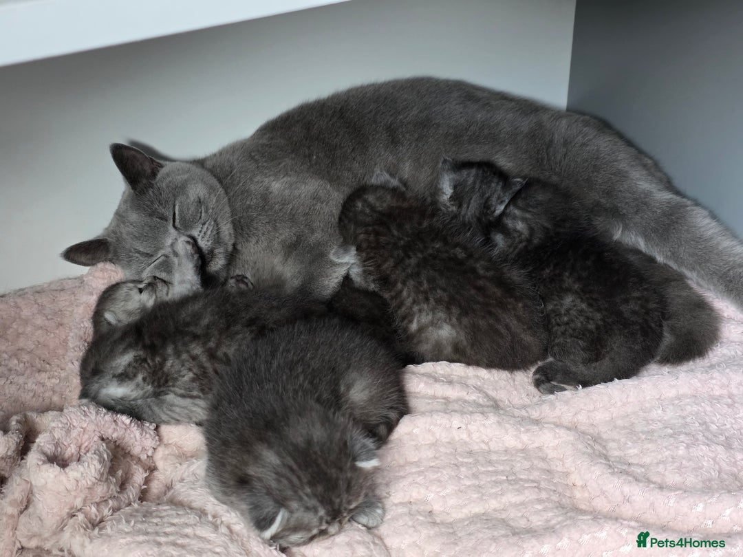 Scottish Fold cats for sale: Scottish-fold/straight ears kittens grey colour - Image 26
