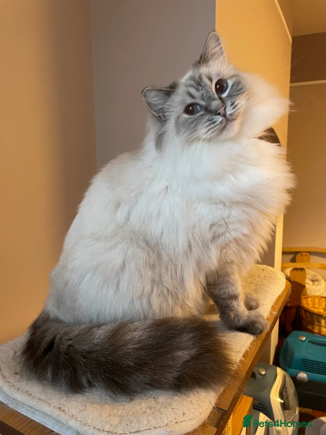 Ragdoll cats for sale:  Retiring now  - Advert 14