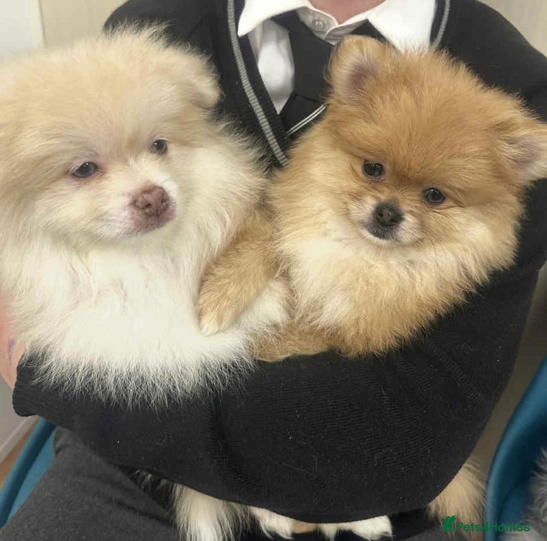 Pomeranian dogs for sale: Blue eyed Pomeranian boy ready now  - Advert 9