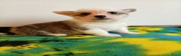 Welsh Corgi Pembroke dogs for sale:   Beautiful corgi babies 🐶 in Barnsley - Advert 10