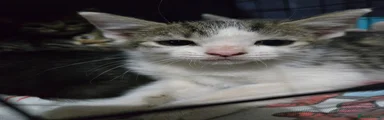 Turkish Angora 4 