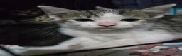 Turkish Angora cats for sale: Stunning Kittens ready for loving homess  - Advert 10