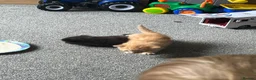 Mixed Breed cats for sale: Beautiful Maine Coon Mix Kittens - Advert 6