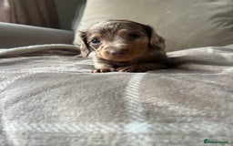 Miniature Dachshund dogs for sale: Stunning miniature long haired Dachshund’s  - Image 12