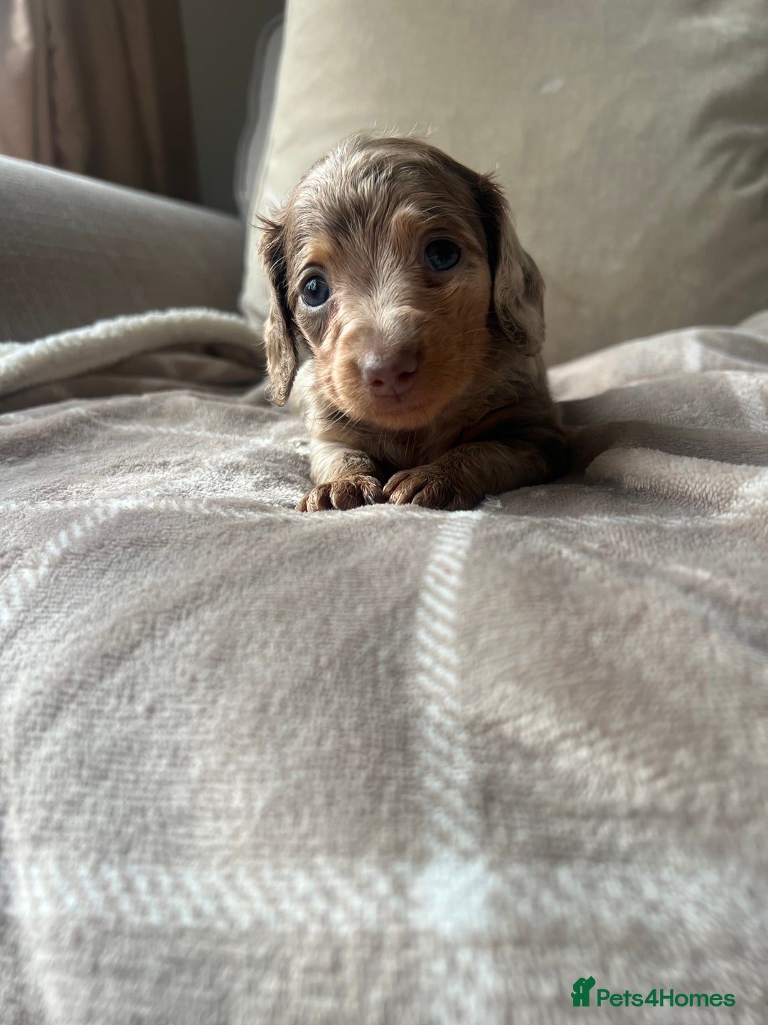 Miniature Dachshund dogs for sale: Stunning miniature long haired Dachshund’s  - Image 12