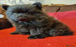 Pomeranian dogs for sale: KC registered  ** mall black Pomeranian Boys - Image 18