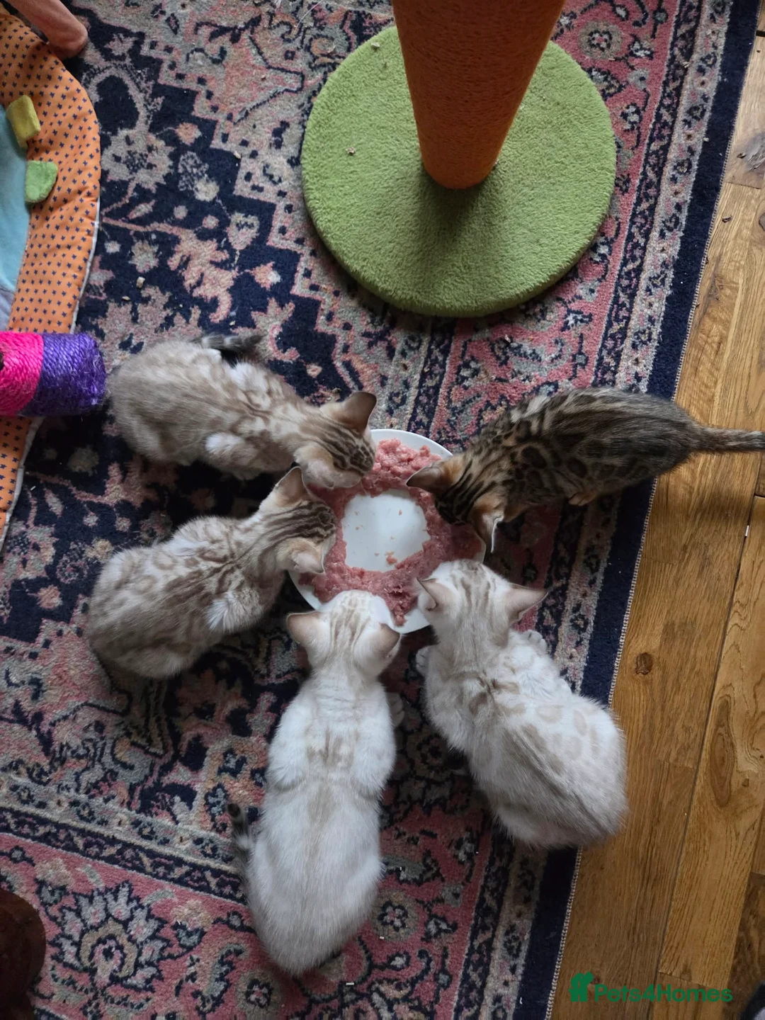 Bengal cats for sale: Beautiful 🐾 5 BENGALPARADISE 🐾 Kittens - Advert 19