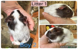 Guinea Pig rodents for sale: Beautiful baby guinea pigs  - Image 5