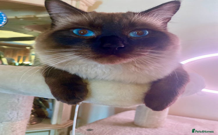 Ragdoll cats - Advert 1