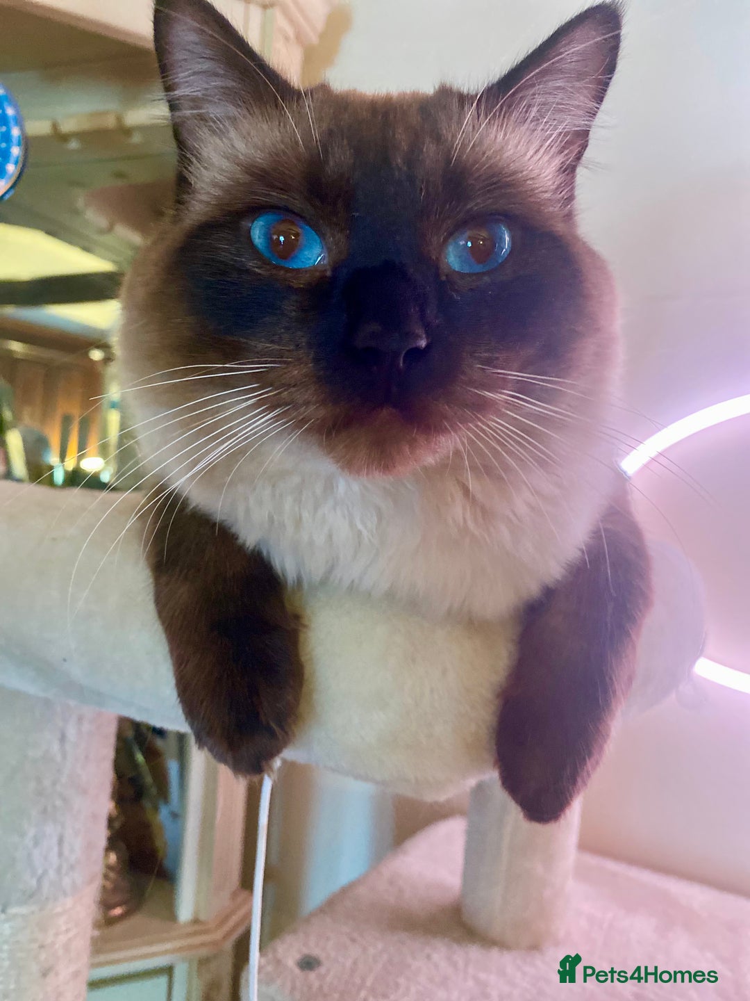 Ragdoll cats for stud: Fabulous Ragdoll for Stud  - Image 1