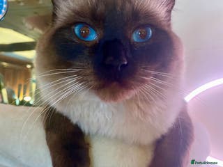 Ragdoll cats Fabulous Ragdoll for Stud - Advert 2