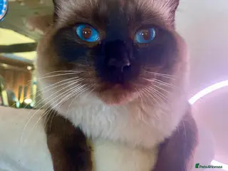 Ragdoll cats Fabulous Ragdoll for Stud - Advert 7