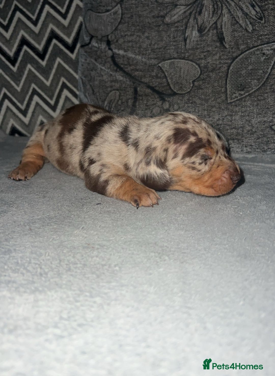 Miniature Dachshund dogs for sale: Mini dauchunds puppies - Advert 20