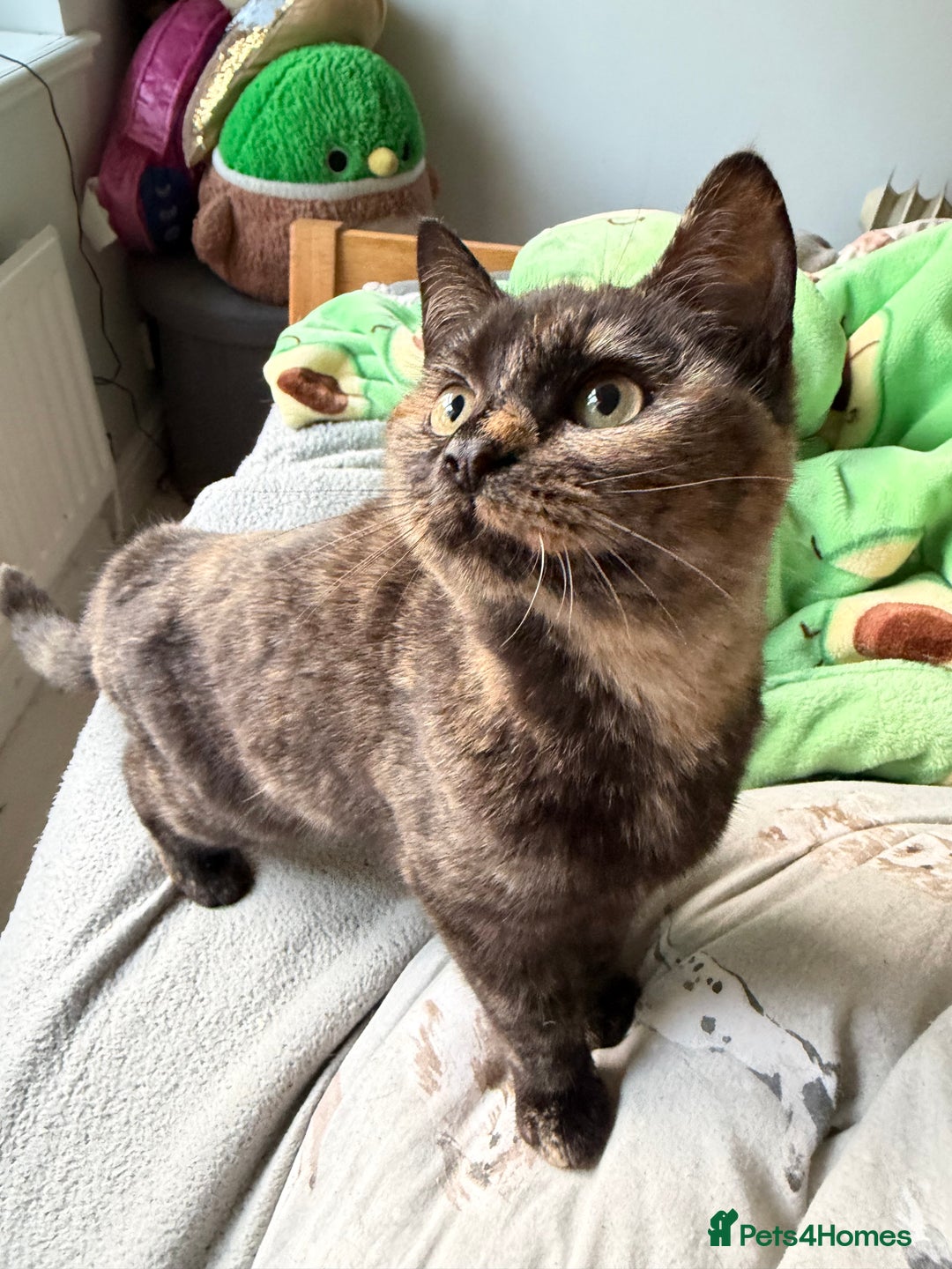 Mixed Breed cats for sale: Female Tortoiseshell Kitten - Advert 6