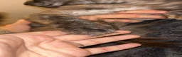 Maine Coon cats for sale: Maincoon in Stanley - Advert 2