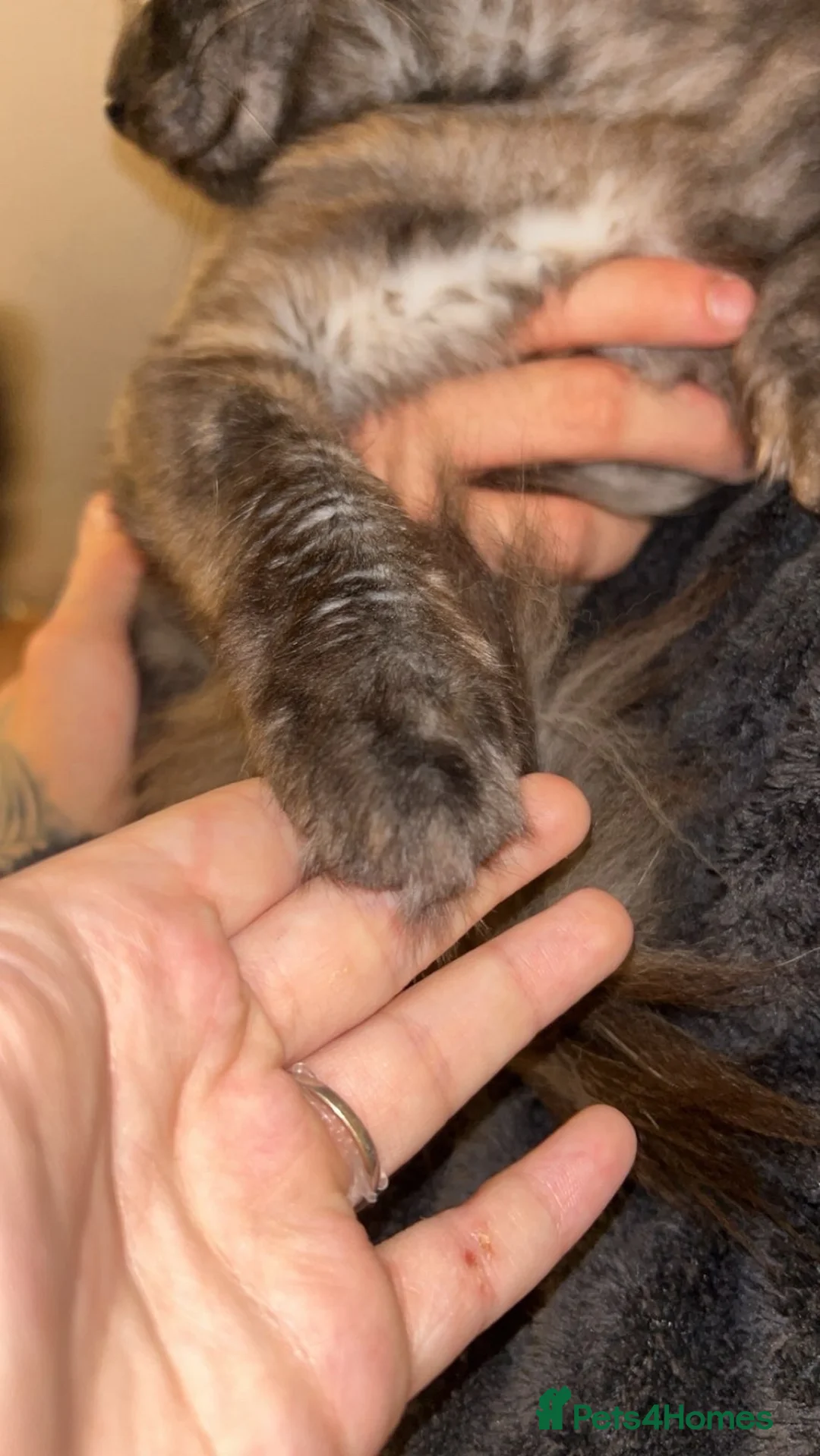 Maine Coon cats for sale: Maincoon in Stanley - Advert 2