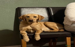 Labrador Retriever dogs for sale: Working Lab For sale to professional home only!  - Image 4