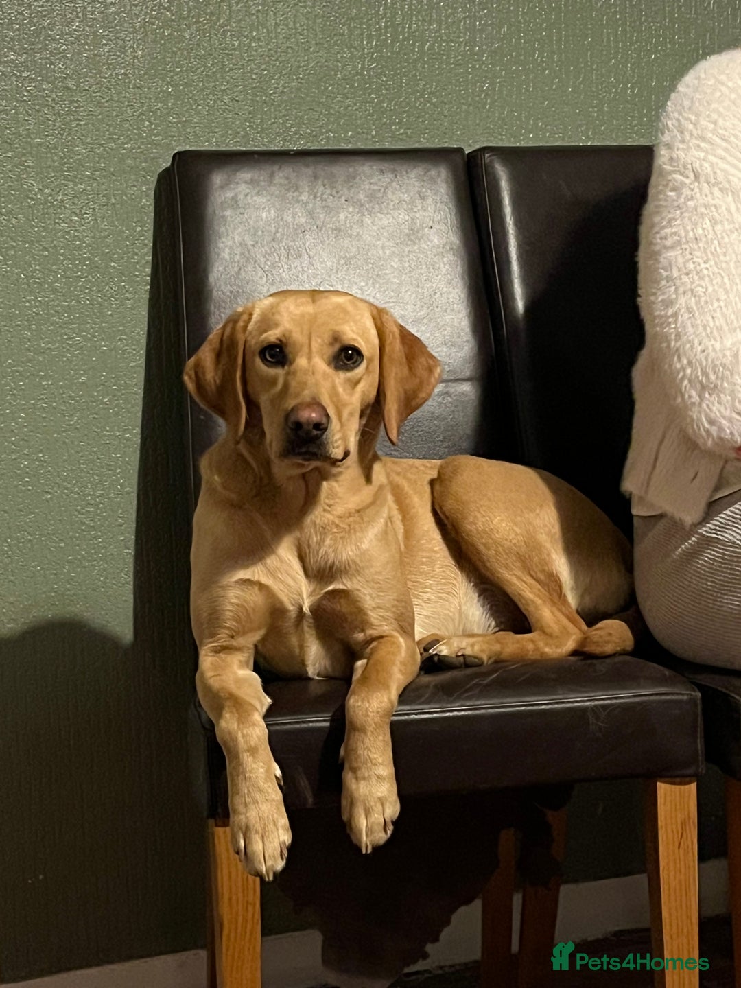 Labrador Retriever dogs for sale: Working Lab For sale to professional home only!  - Image 4