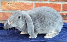 French Lop rabbits for sale: Beautiful French Lops - Image 15