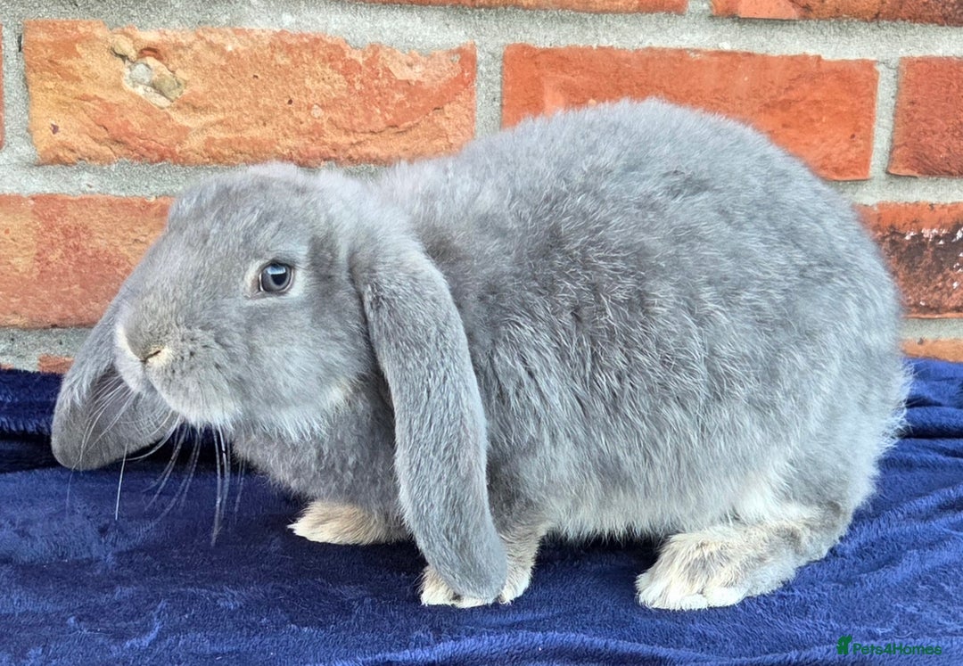 French Lop rabbits for sale: Beautiful French Lops - Image 15