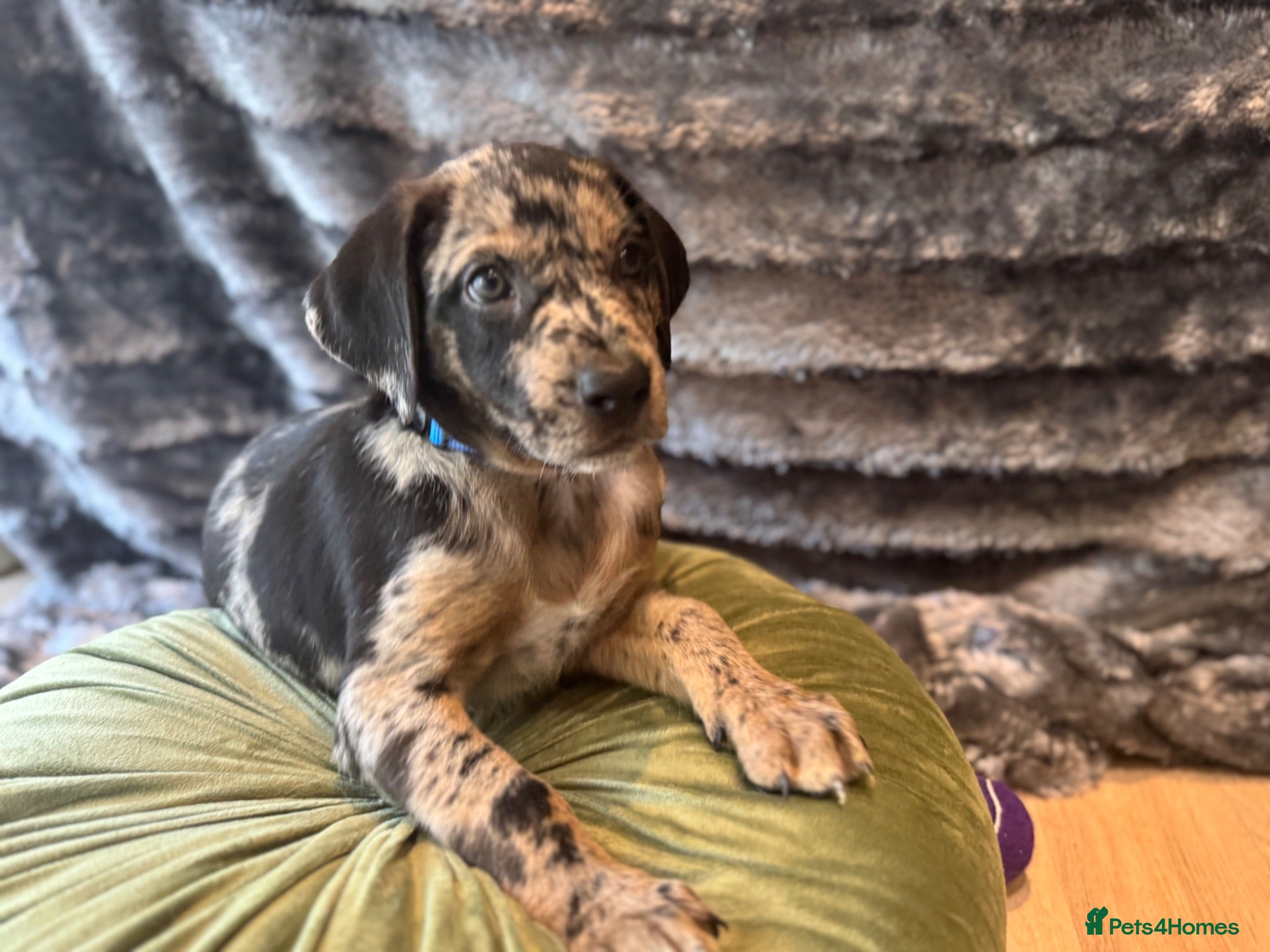 Mixed Breed dogs Border Collie- Blue Merle x Hungarian Vizsla  - Advert 2