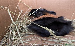 Guinea Pig rodents for sale: Abyssinian Boar Baby, black & tan band & rosettes - Image 8