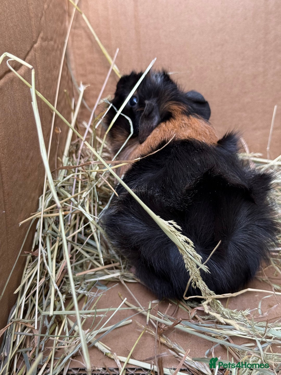 Guinea Pig rodents for sale: Abyssinian Boar Baby, black & tan band & rosettes - Image 8