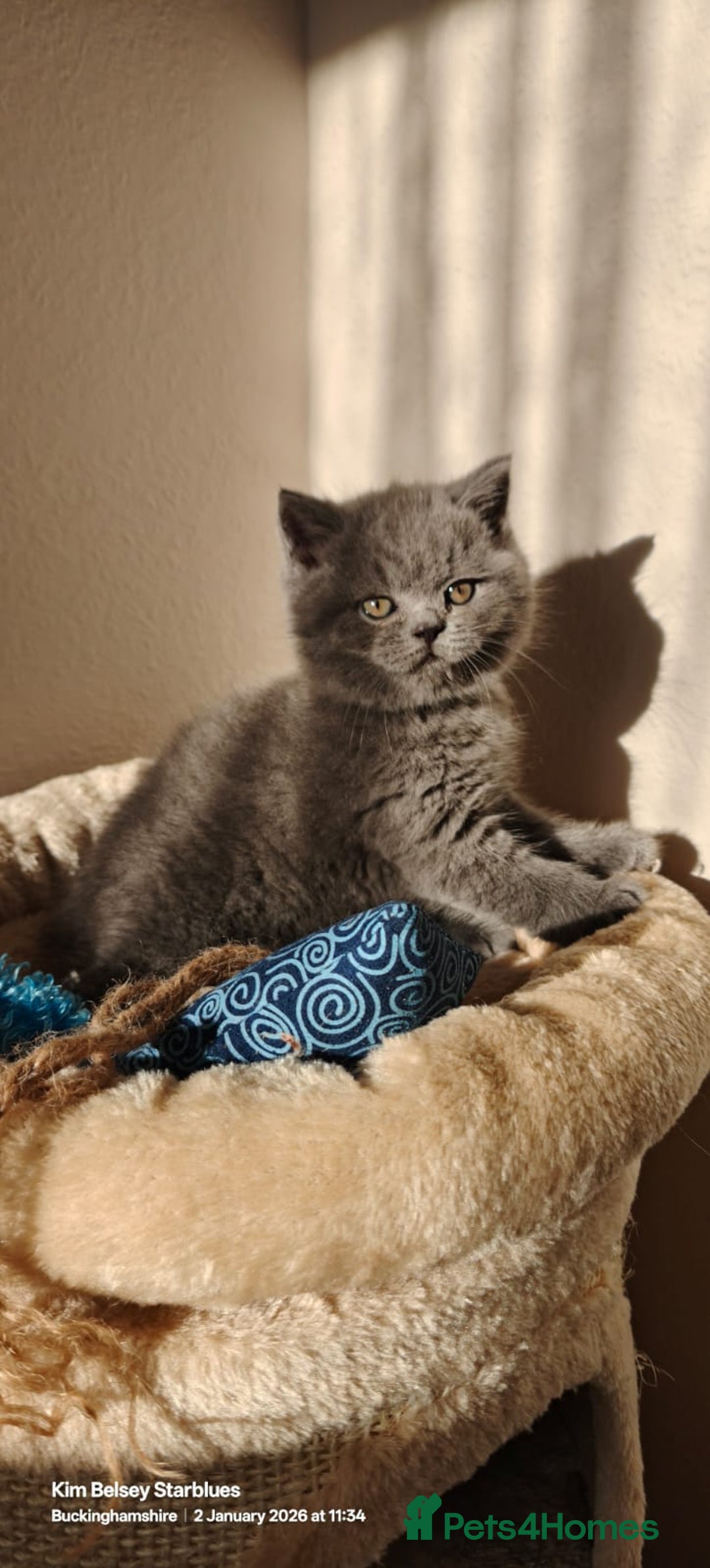 British Shorthair cats for sale: GCCF Reg pedigree Blue and Black Kittens  - Advert 13