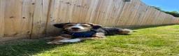 Mixed Breed dogs for sale: Ronnie - currently testing a new home  - Advert 1