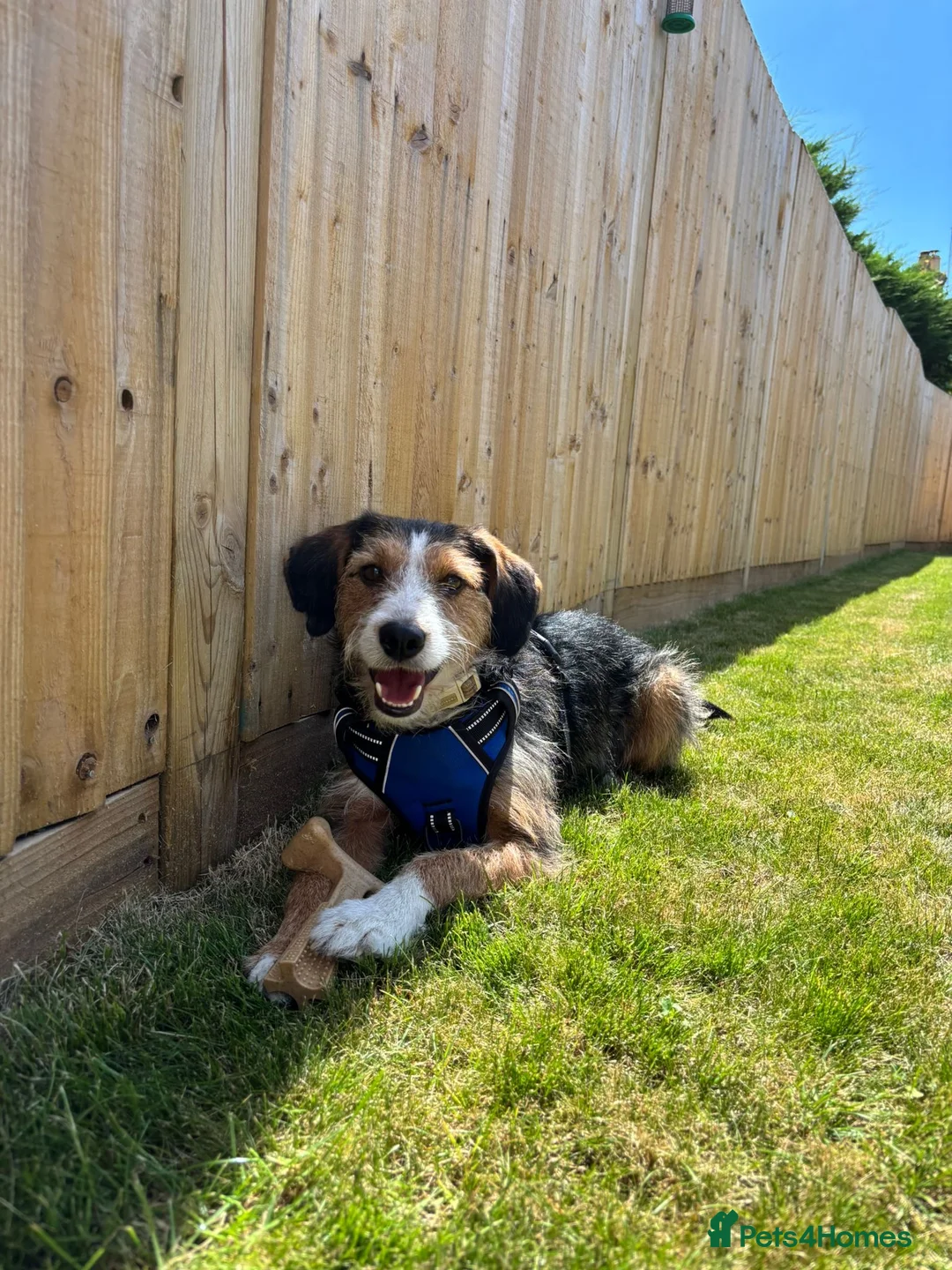 Mixed Breed dogs for sale: Ronnie - currently testing a new home  - Advert 1